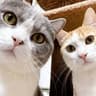 Cat Mimi and Mini