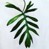 krys plants