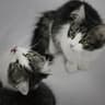 Jellybean & Frankie