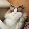 Evian Ragdoll 🐾
