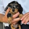 Frankie the Dapple Dachshund ❤︎