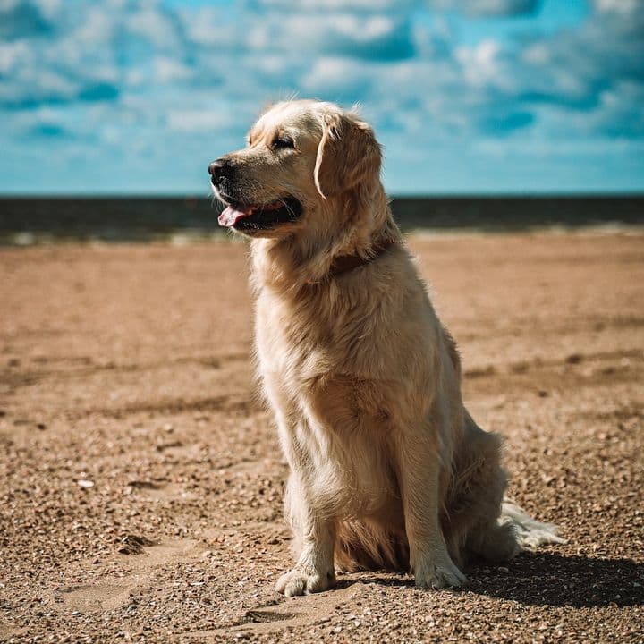 Golden-Soof-Maxverstappen