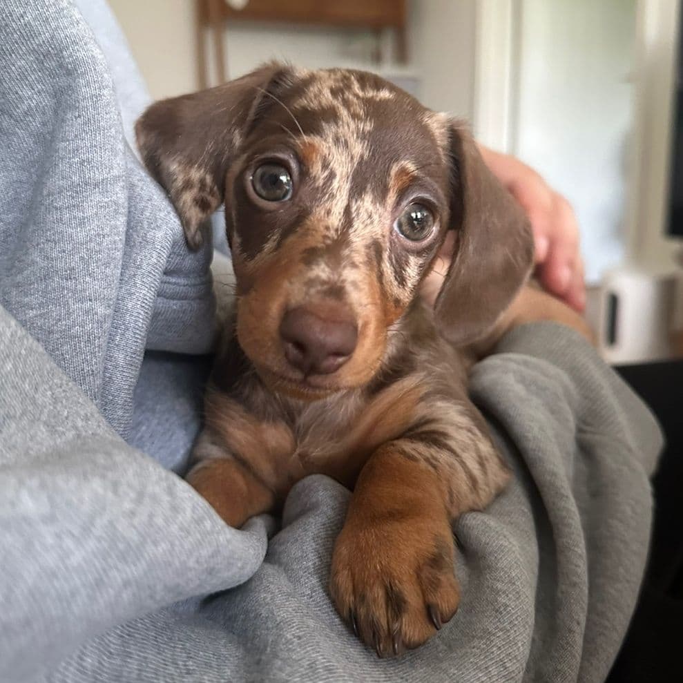Cherry the Mini Dachshund 🍒