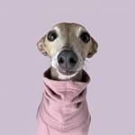 bambina the iggy 🤎