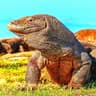 Komodo Wild Adventures