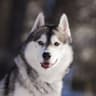 Forest Siberian Husky