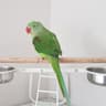 Pets, Tourism, Emtertainment and Product Reviews
