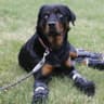 Smart dog 543
