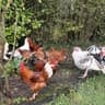 La Vie à la Ferme