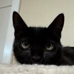 Pishi The Cat