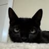 Pishi The Cat