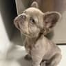 fluffyfrenchiebear