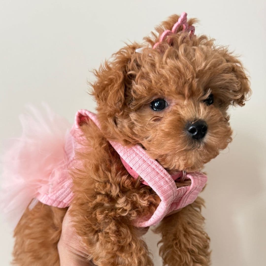 Honey The Toy Poodle