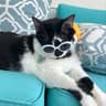 Miss Biscuit | The Hiccup Cat